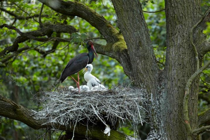 Fotografia&#x20;przedstawia&#x20;bociana&#x20;czarnego&#x2e;&#x20;Fot&#x2e;&#x20;Antoni&#x20;Kasprzak&#x2e;&#x20;Archiwum&#x20;RDLP&#x20;w&#x20;Poznaniu&#x2e;