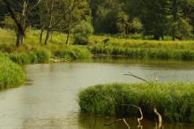 Historia Małej Białowieży