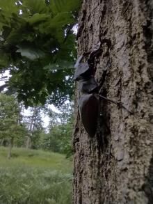 Jedyny jelonek w polskich lasach - jelonek rogacz