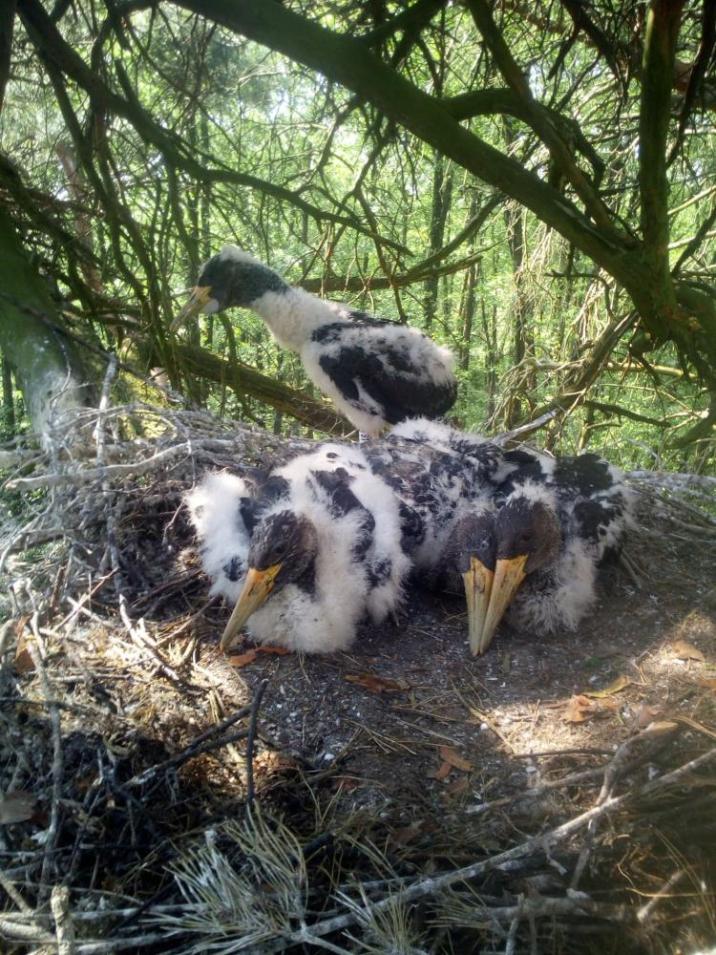 Fotografia&#x20;przedstawia&#x20;cztery&#x20;pisklęta&#x20;bociana&#x20;czarnego&#x20;w&#x20;gnieździe&#x2e;&#x20;Fot&#x2e;&#x20;Ilona&#x20;Żółtowska&#x20;&#x28;Nadleśnictwo&#x20;Koło&#x29;&#x2e;