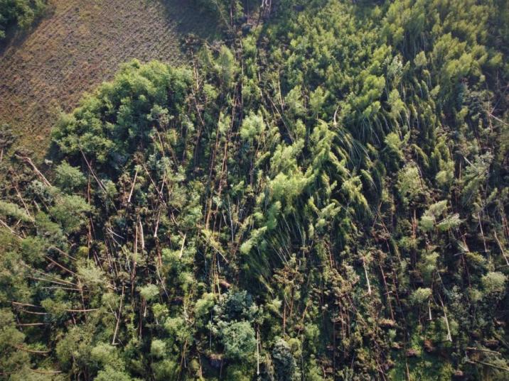 Fotografia&#x20;przedstawia&#x20;fragment&#x20;lasu&#x20;powalony&#x20;przez&#x20;silny&#x20;wiatr&#x2e;&#x20;Fot&#x2e;&#x20;S&#x2e;&#x20;Sęktas&#x20;&#x28;Nadleśnictwo&#x20;Syców&#x29;