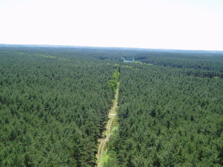 Fotografia&#x20;przedstawia&#x20;widok&#x20;na&#x20;Puszczę&#x20;Notecką&#x20;z&#x20;wieży&#x20;przeciwpożarowej&#x2e;&#x20;Fot&#x2e;&#x20;archiwum&#x20;Nadleśnictwa&#x20;Sieraków&#x2e;