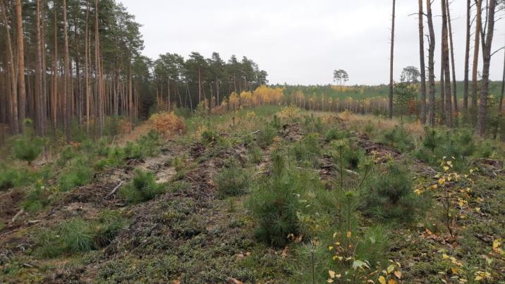 Fotografia&#x20;przedstawia&#x20;uprawę&#x20;leśną&#x20;w&#x20;otoczeniu&#x20;lasu&#x20;sosnowego&#x2e;&#x20;Fot&#x2e;&#x20;Katarzyna&#x20;Giełda-Pinas&#x20;&#x28;RDLP&#x20;w&#x20;Poznaniu&#x29;&#x2e;