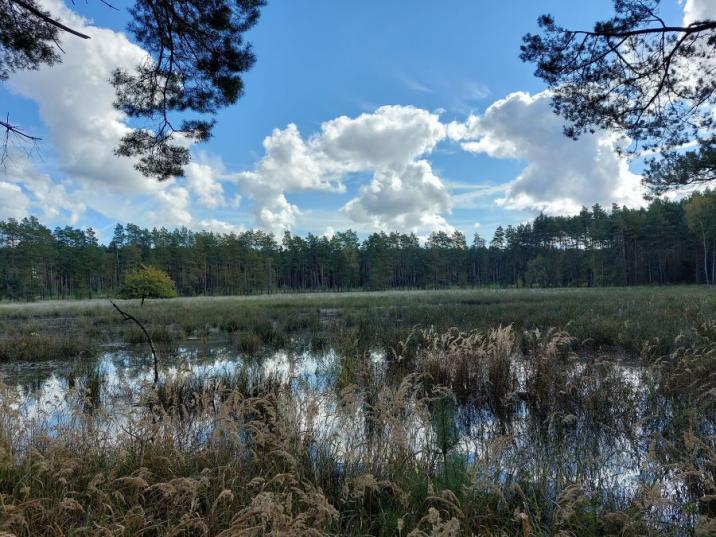 Zdjęcie&#x20;przedstawia&#x20;Mokradło&#x20;Żabiniec&#x2c;&#x20;otwarty&#x20;teren&#x20;pośród&#x20;lasu&#x20;zalany&#x20;wodą&#x2e;&#x20;Fot&#x2e;&#x20;Piotr&#x20;Dobosz