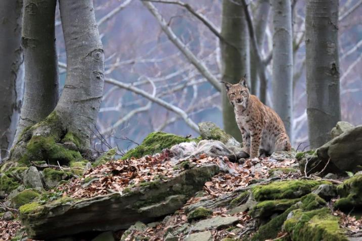 Zdjęcie&#x20;przedstawia&#x20;rysia&#x20;siedzącego&#x20;na&#x20;skalistym&#x20;wzniesieniu&#x20;pośród&#x20;lasu&#x20;bukowego&#x2e;&#x20;Fot&#x2e;&#x20;Roman&#x20;Pasionek