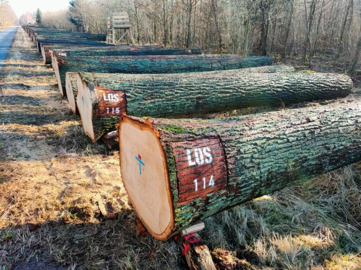 Kłody&#x20;dębowe&#x20;wystawione&#x20;na&#x20;aukcję&#x2e;&#x20;Fot&#x2e;&#x20;Eryk&#x20;Żmuda&#x2c;&#x20;Nadleśnictwo&#x20;Krotoszyn