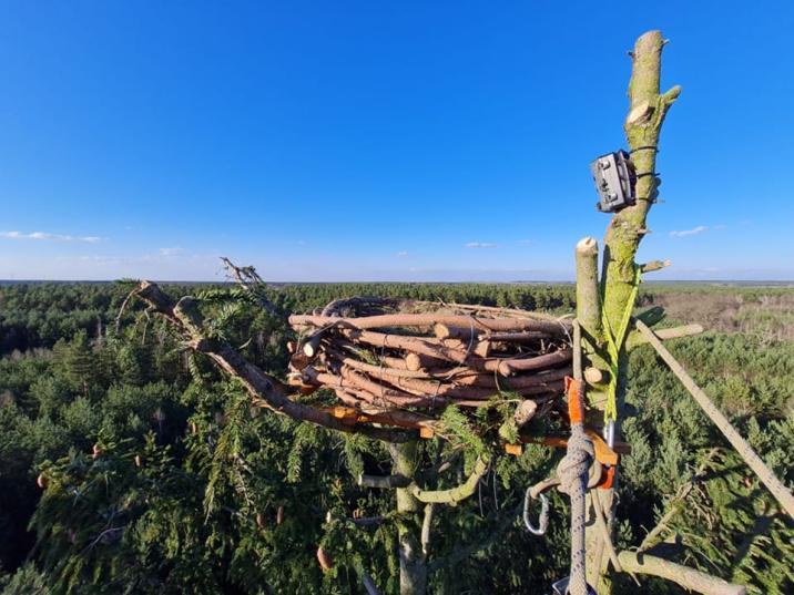 Zdjęcie&#x20;przedstawia&#x20;sztuczną&#x20;platformę&#x20;pod&#x20;gniazdo&#x20;zbudowaną&#x20;z&#x20;gałęzi&#x20;na&#x20;czubku&#x20;drzewa&#x2e;&#x20;Fot&#x2e;&#x20;Archiwum&#x20;Nadleśnictwa&#x20;Góra&#x20;Śląska&#x2e;