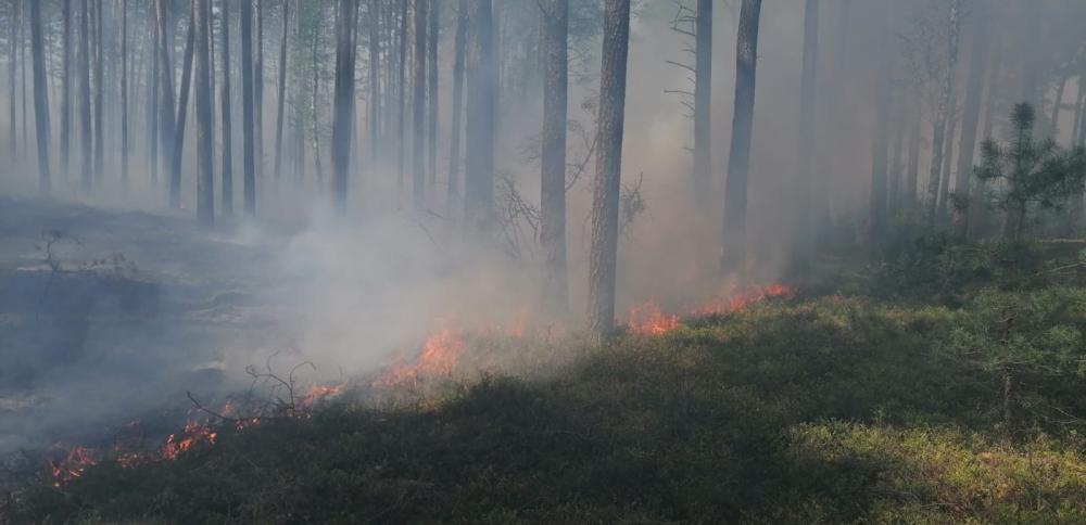 Zdjęcie&#x20;przedstawia&#x20;pożar&#x20;w&#x20;dnie&#x20;lasu&#x2e;&#x20;Fot&#x2e;&#x20;R&#x2e;&#x20;Tomczak&#x20;&#x28;N&#x2e;&#x20;Sieraków&#x29;&#x2e;