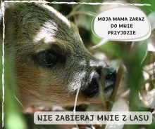 Nie zabieraj mnie z lasu