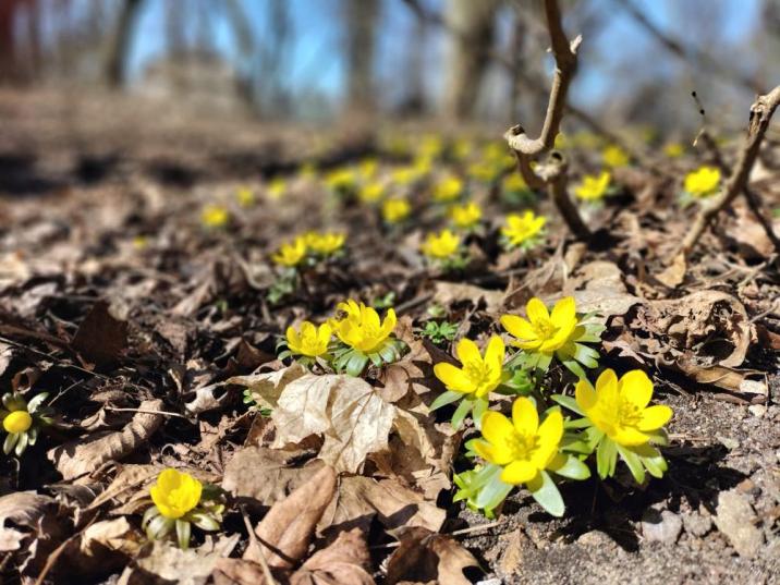 Otwarte kwiaty ranników wyrastające spośród wyschniętych liści pod drzewami. Fot. RDLP w Poznaniu
