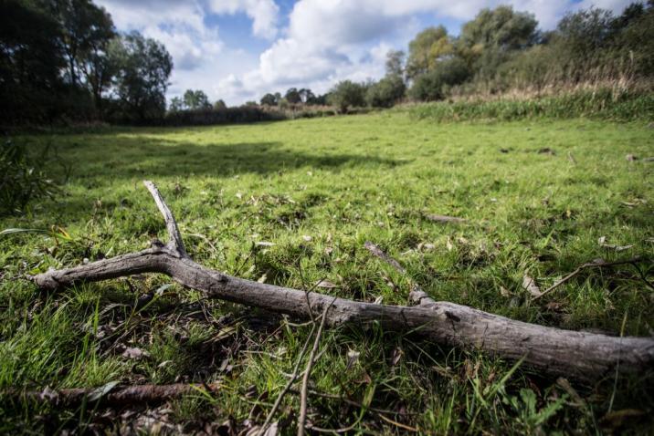 Zdjęcie przedstawia wyschniętą gałąź leżącą na oświetlonej słońcem łące pod lasem. Fot. Agata Ożarowska