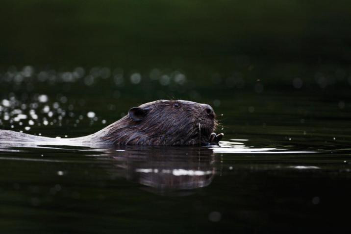 Bóbr płynący z głową wystającą ponad wodę. Fot. Antoni Kasprzak