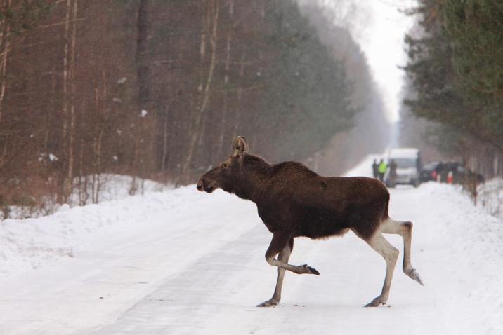 Łoś przechodzący przez zaśnieżoną drogę, w tle samochód i ludzie. Fot. Piotr Wawrzyniak
